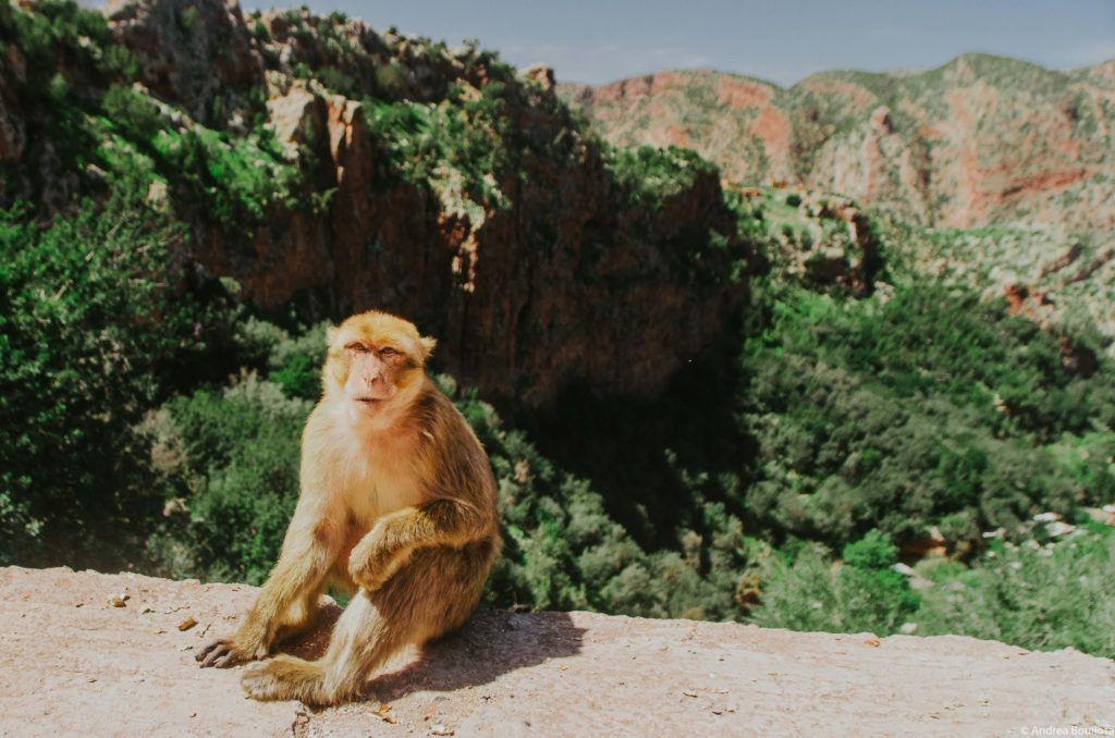 Monos en las cascadas de Ouzoud