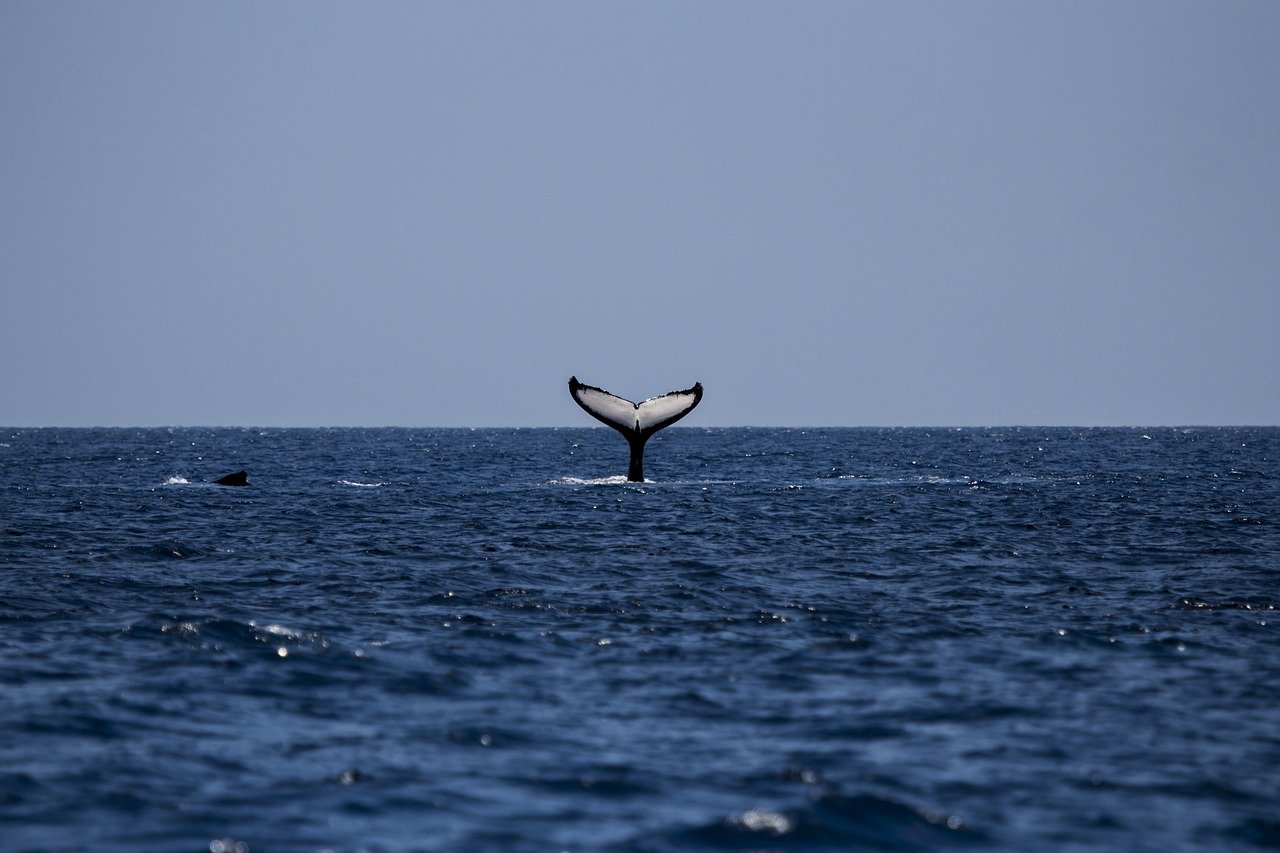 Avistamiento de ballenas jorobadas samaná república dominicana