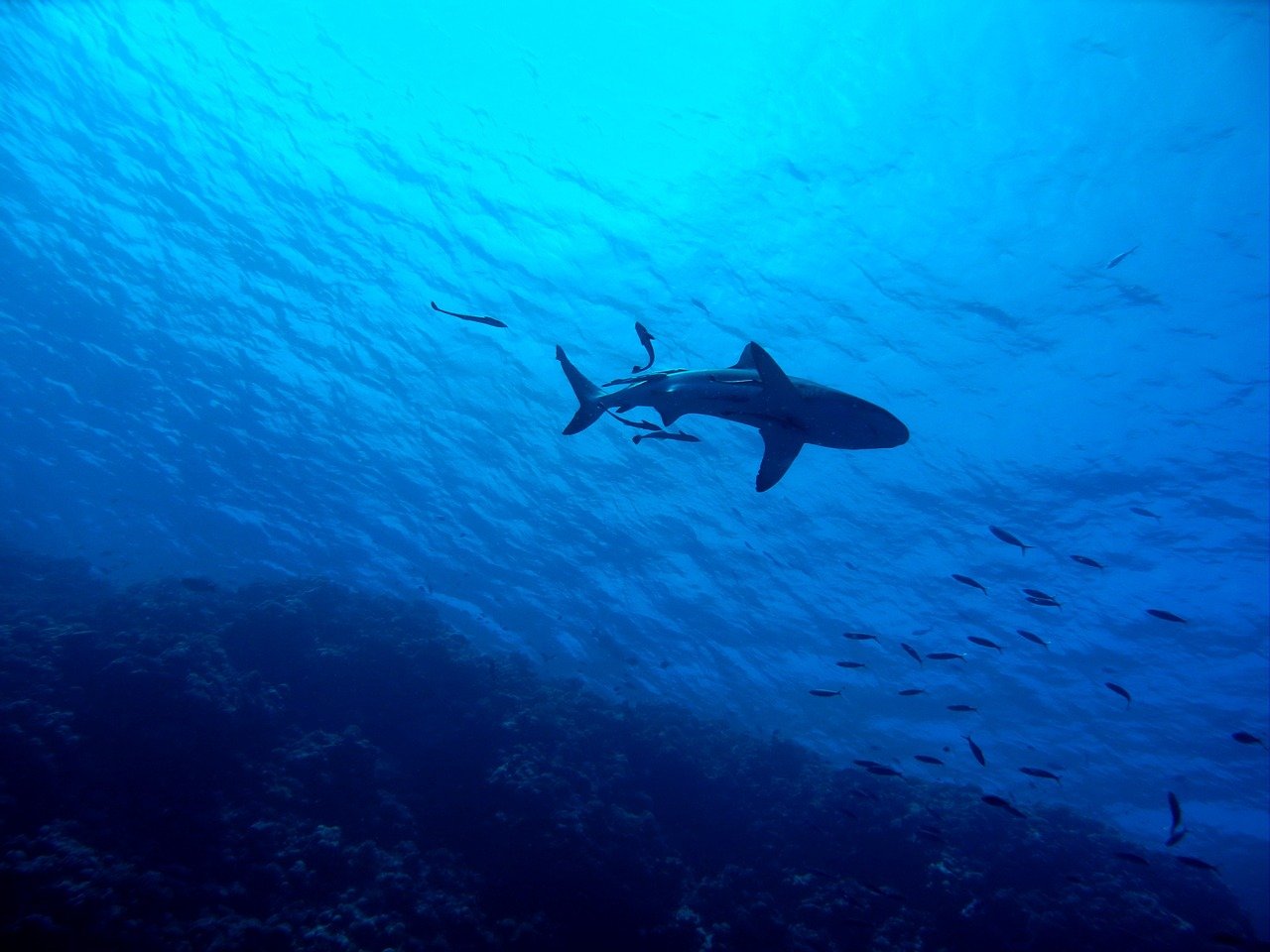 nadando con tiburones