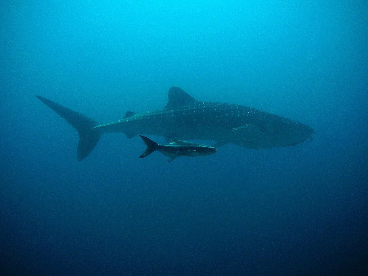 Nado con tiburon ballena filipinas