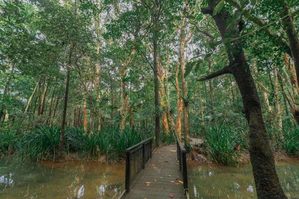 bosque tropical daintree