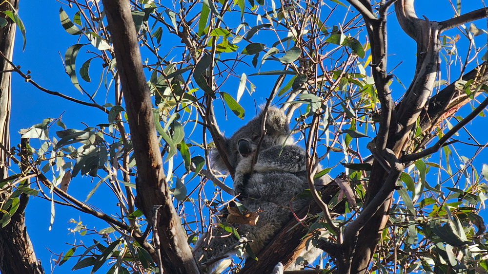koalas libres melbourne