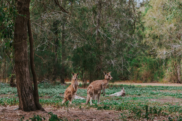 queensland australia que ver