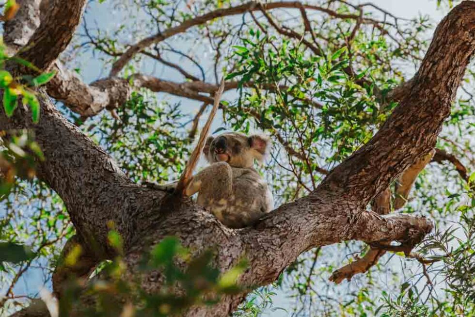 Los Mejores Lugares Que Ver En Queensland La Mochila Al Hombro