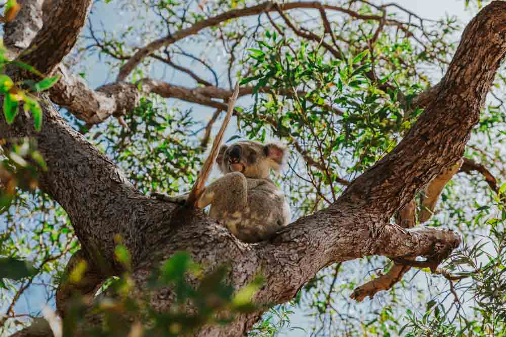 que ver en queensland australia