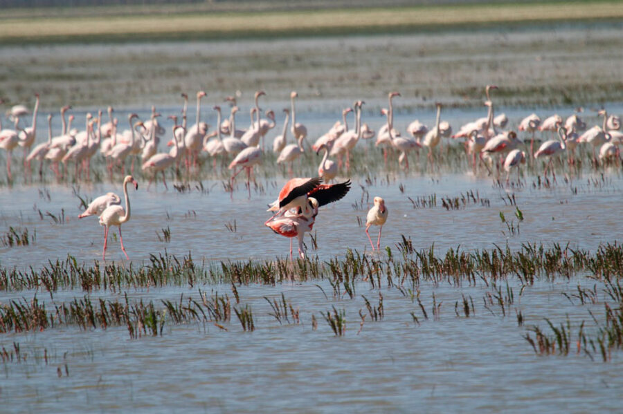 Parque Nacional Doñana flora