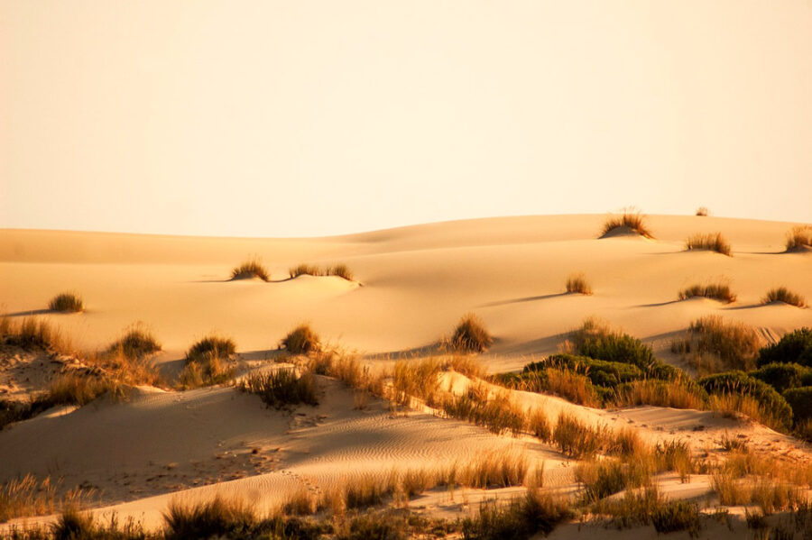 Parque Nacional Doñana donde esta