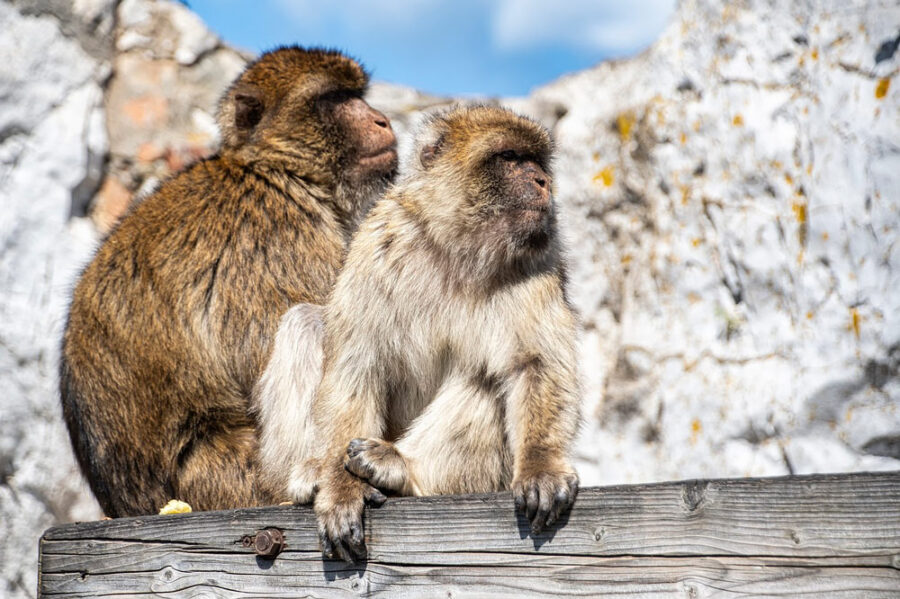 como visitar el peñón de gibraltar