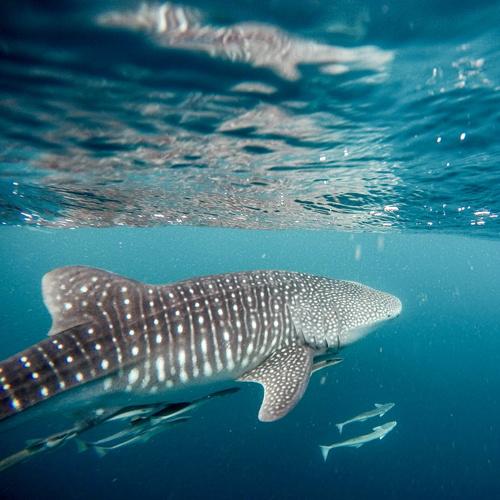 nadar con tiburón ballena sostenible