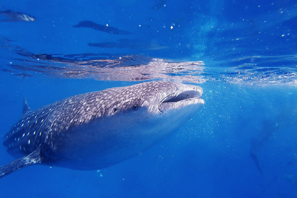 nado con tiburones ballena