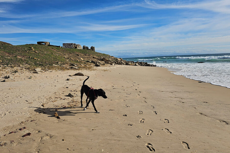 tarifa ver ballenas