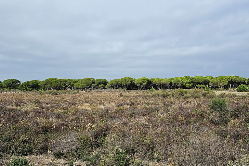 qu-ver-en-el-parque-nacional-de-do-ana-la-mochila-al-hombro