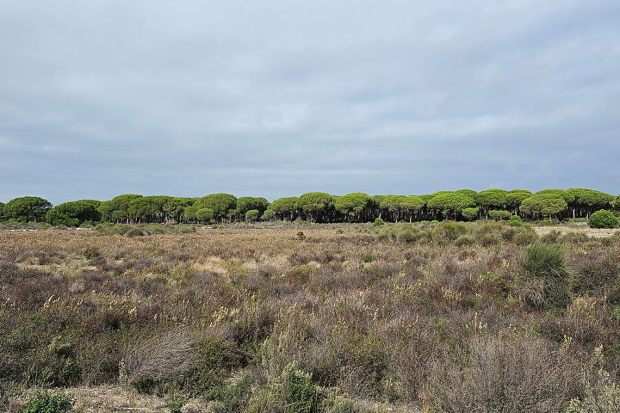 Parque Nacional Doñana Andalucía