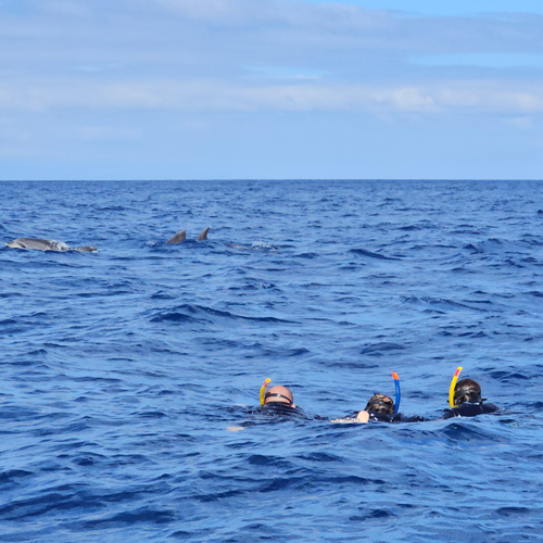 nadar con delfines en azores
