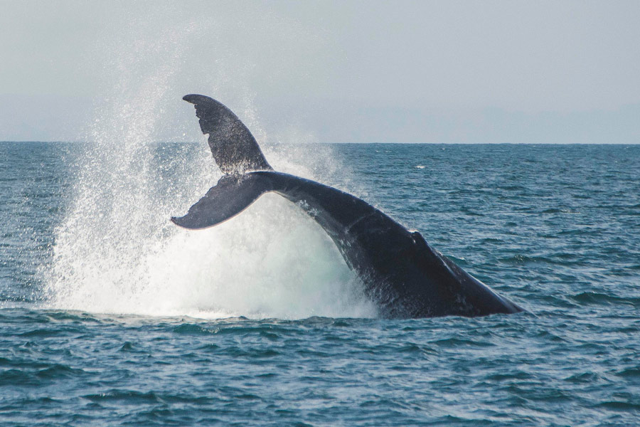 ballenas jorobadas en republica dominicana