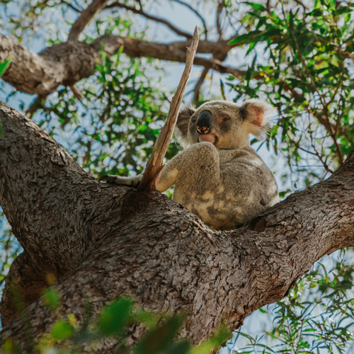 donde ver koalas en australia