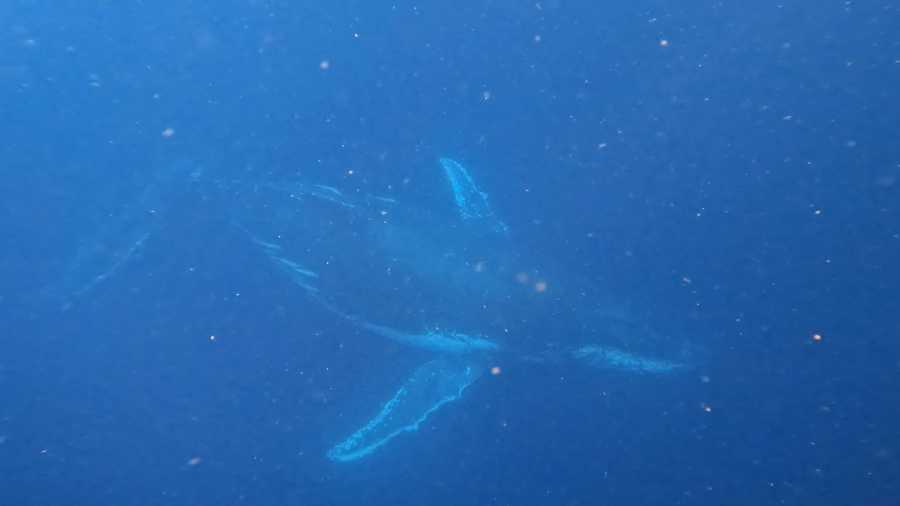 nadar con ballenas en australia