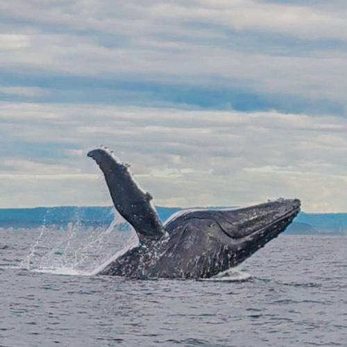 nadar con ballenas en australia