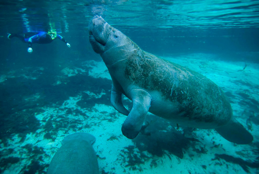 nadar con manaties en florida