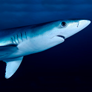 nadar-con-tiburones-en-azores