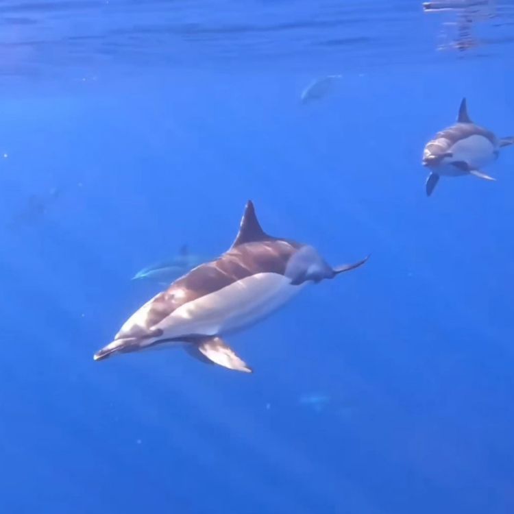 Nadar con delfines