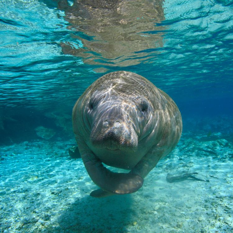 nado con manati