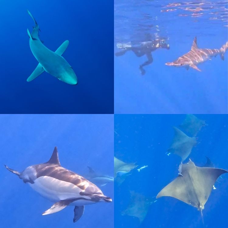 nado con tiburones en azores