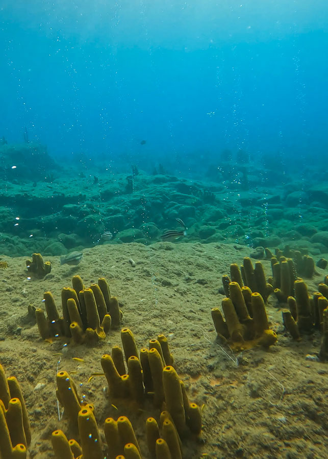 snorkeling Dominica