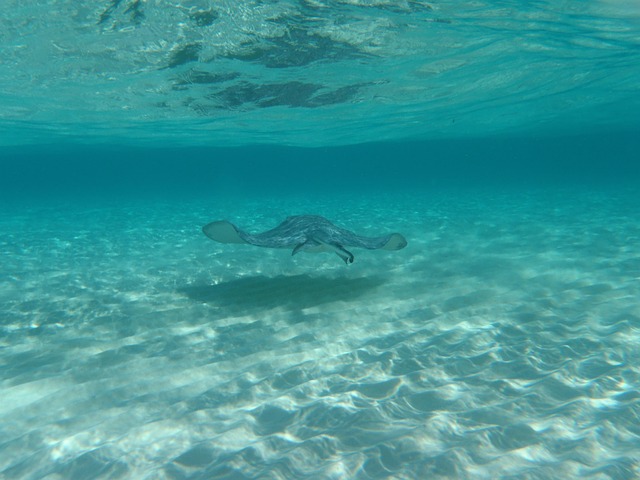 stingray antigua