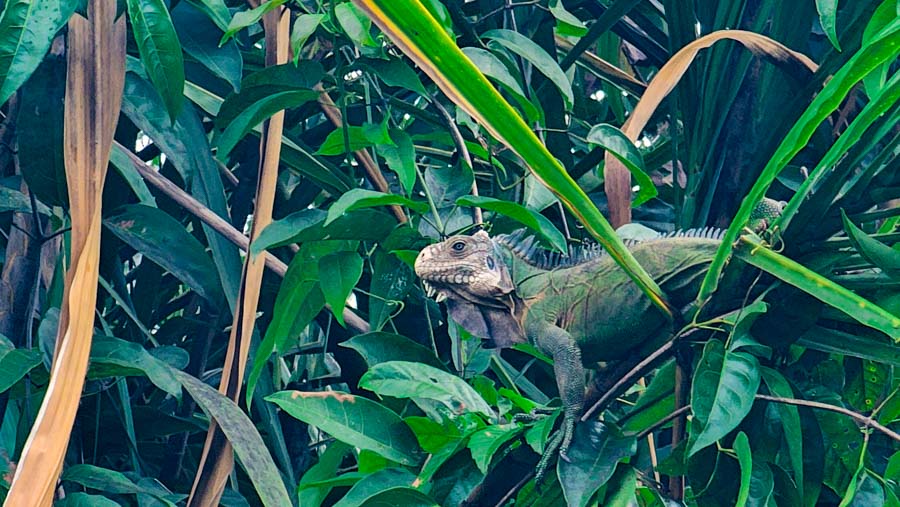 viajar a isla dominica