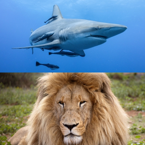 Safari Azul en Sudáfrica