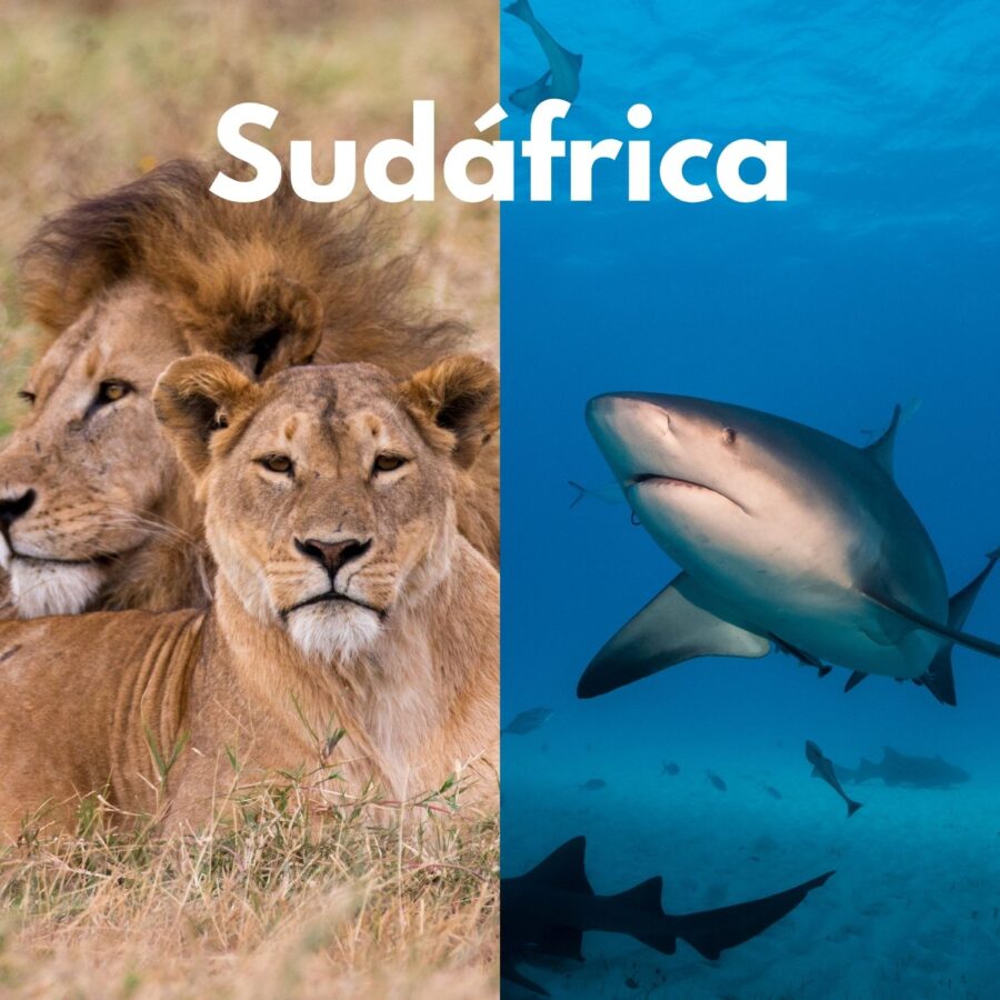 viaje a sudafrica