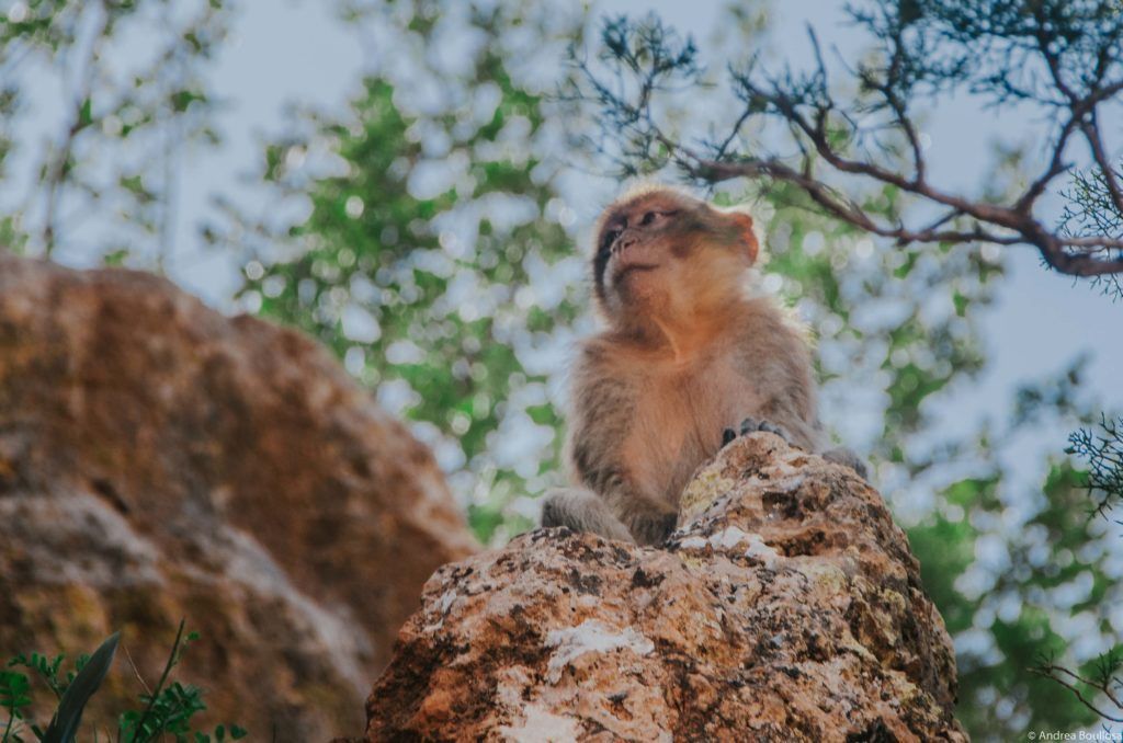 Mono en las cascadas de Ouzoud