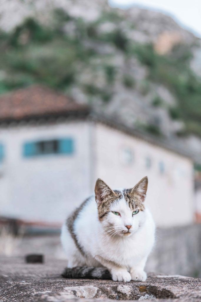 Qué ver en Kotor, Montenegro