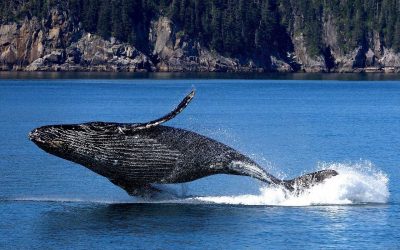 Los 5 mejores lugares donde nadar con ballenas jorobadas de forma sostenible