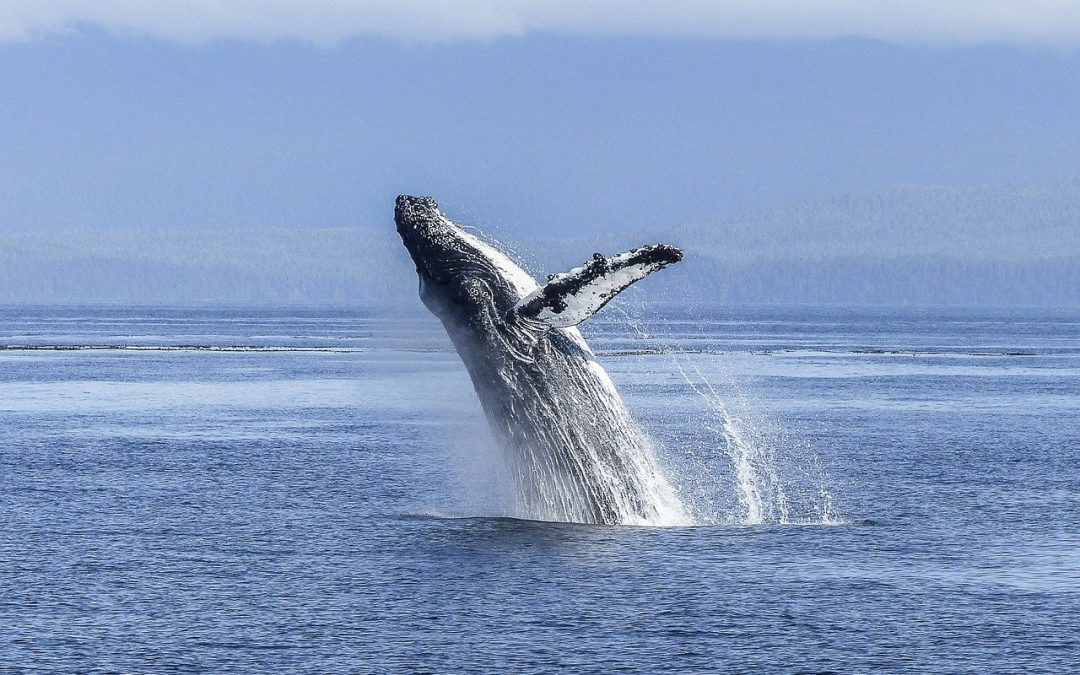 5 cosas que deberías saber antes de nadar con ballenas jorobadas