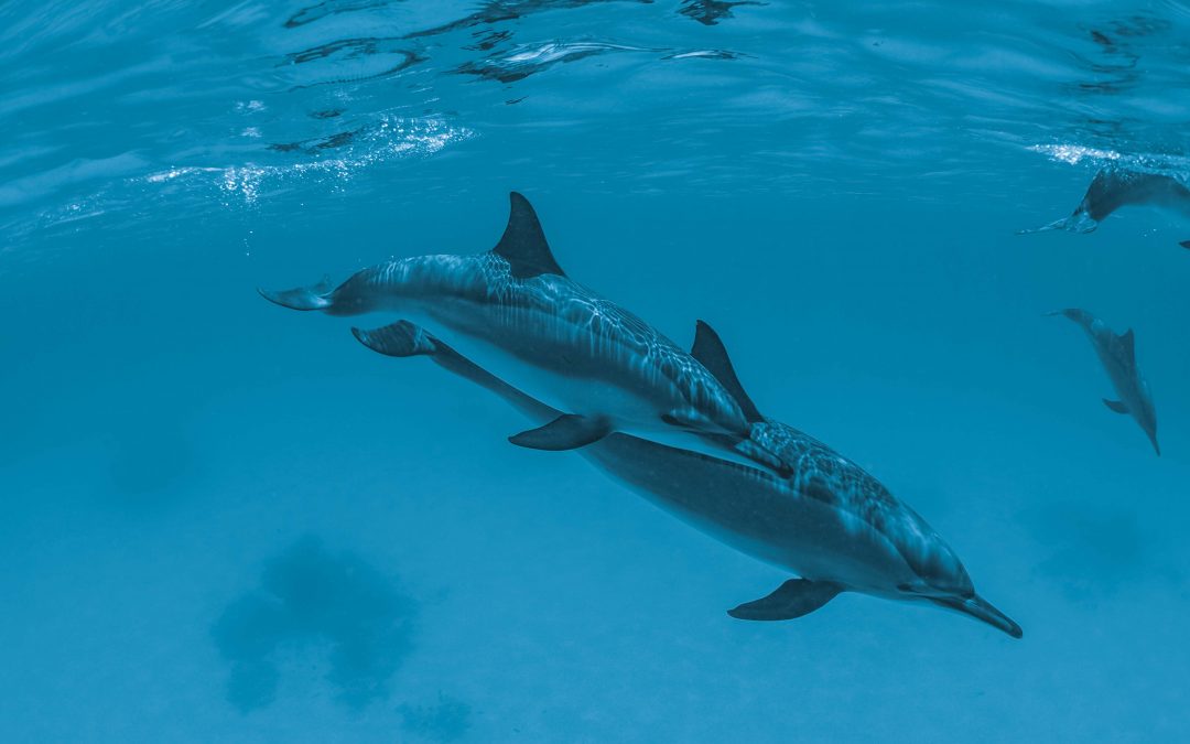 ¿Se puede nadar con ballenas, delfines o tiburones sin hacerles daño?
