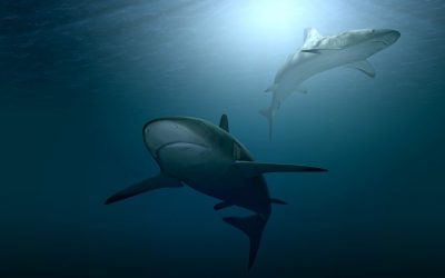 Los 5 mejores lugares para bucear con tiburones en Australia