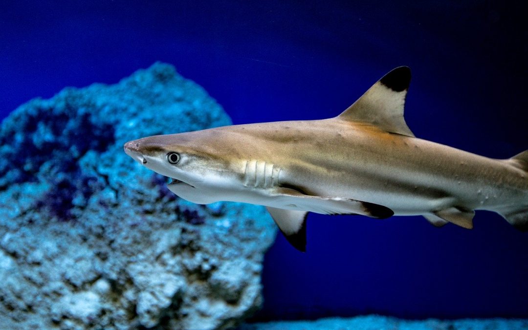Los mejores lugares del mundo para un nado con tiburones seguro