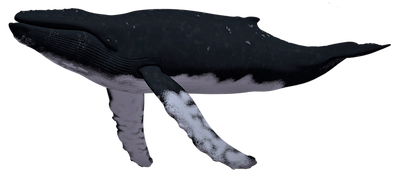 ballena jorobada perfil izquierdo