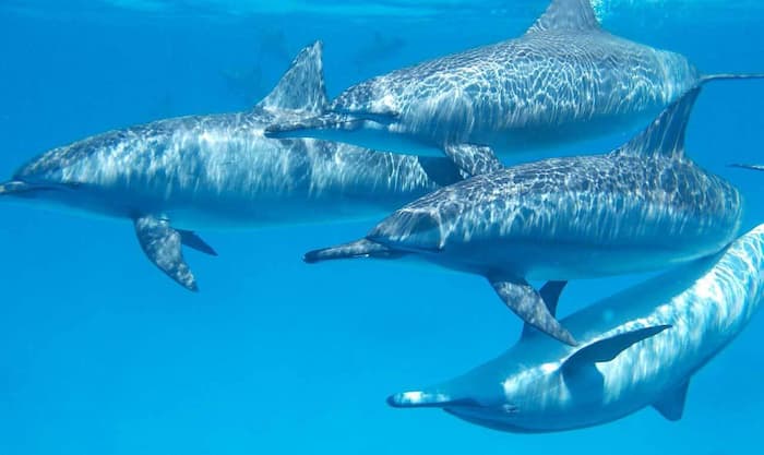 cuatro delfines jugando